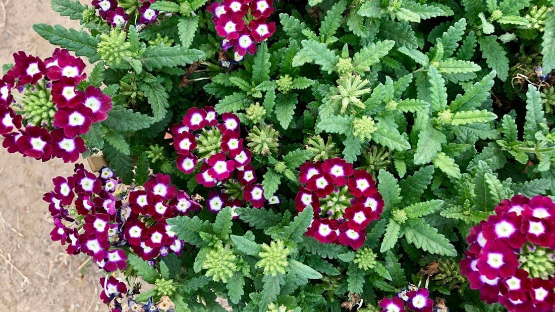 A clump of verbena with purple and white flowers