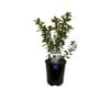 1.9L Escallonia Snowbud - Escallonia virgata - Hedge It