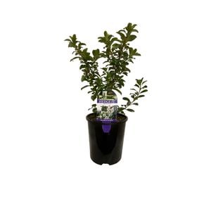 1.9L Escallonia Snowbud - Escallonia virgata - Hedge It