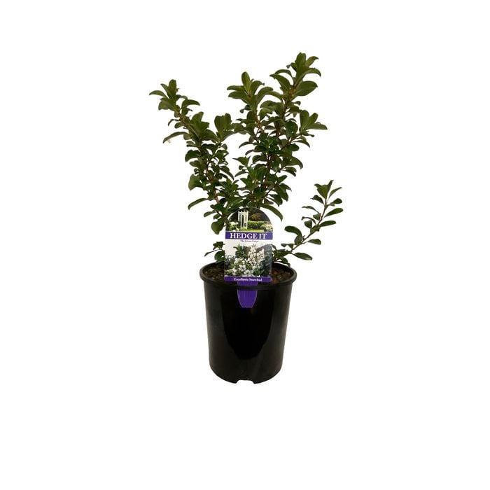 1.9L Escallonia Snowbud - Escallonia virgata - Hedge It