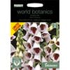 Johnsons Seed World Botanics Foxglove Pam's Choice