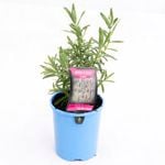 140mm French Lavender - Lavandula dentata
