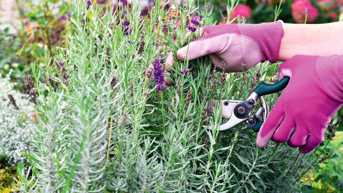 Two gloved hands, one holding secateurs, pruning a lavender bush.