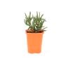 85mm Bright & Easy - Mesembryanthemum Gold