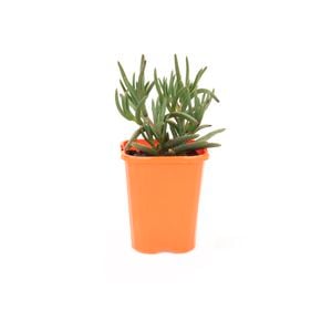 85mm Bright & Easy - Mesembryanthemum Gold