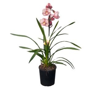 180mm Cymbidium Orchid - Cymbidium x hybrida