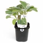 95mm Sage - Salvia officinalis