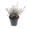 2.4L Corokia Silver Prince - Corokia cotoneaster