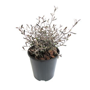 2.4L Corokia Silver Prince - Corokia cotoneaster