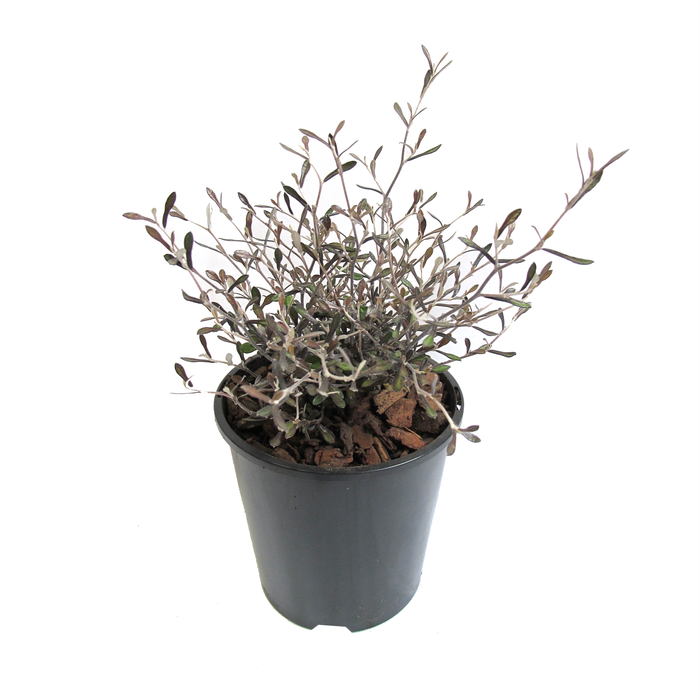 2.4L Corokia Silver Prince - Corokia cotoneaster