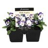 4 Cell Viola Angelica - Viola x wittrockiana