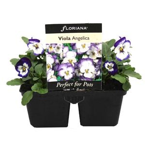 4 Cell Viola Angelica - Viola x wittrockiana