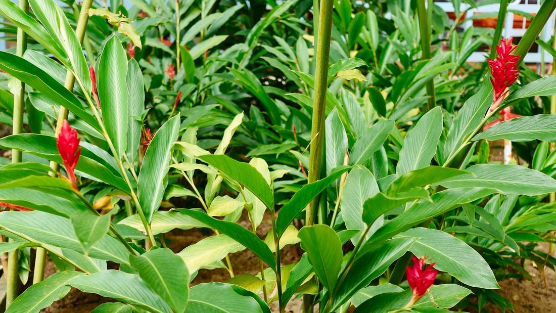 Close-up of a flowering ginger plant