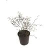 2L Shrubby Tororaro - Muehlenbeckia astonii