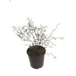 2L Shrubby Tororaro - Muehlenbeckia astonii