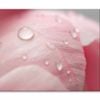 Pink Flower With Water Drops  Print 100% Australian Made 150 x 100cm  (Stretched)
