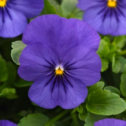Our new Pansy 'Plentifall Blue'  is the fastest-growing, longest-lasting, truly trailing pansy for Spring and Autumn.