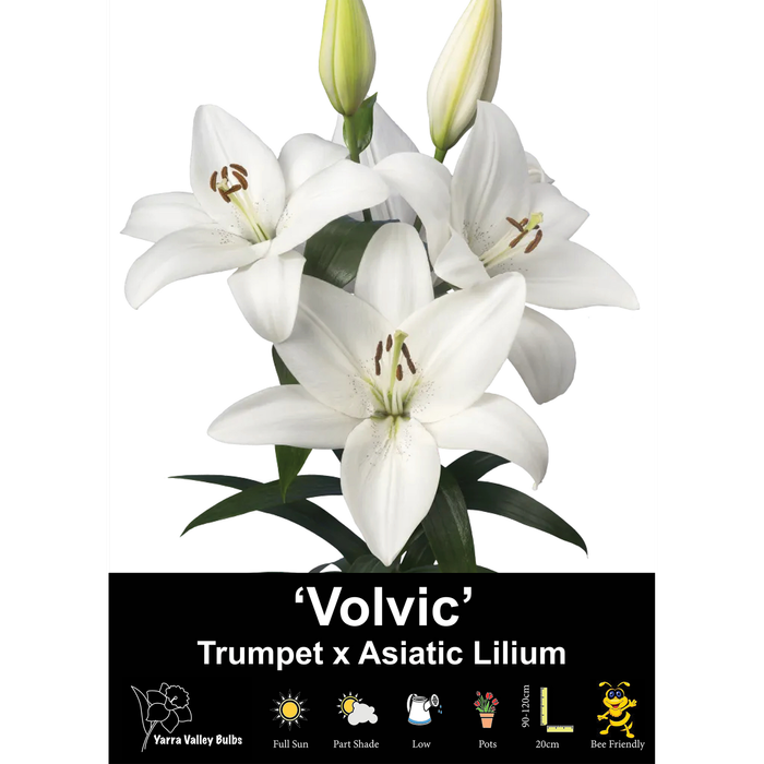 Yarra Valley Bulbs Lilium Volvic - 2 Pack