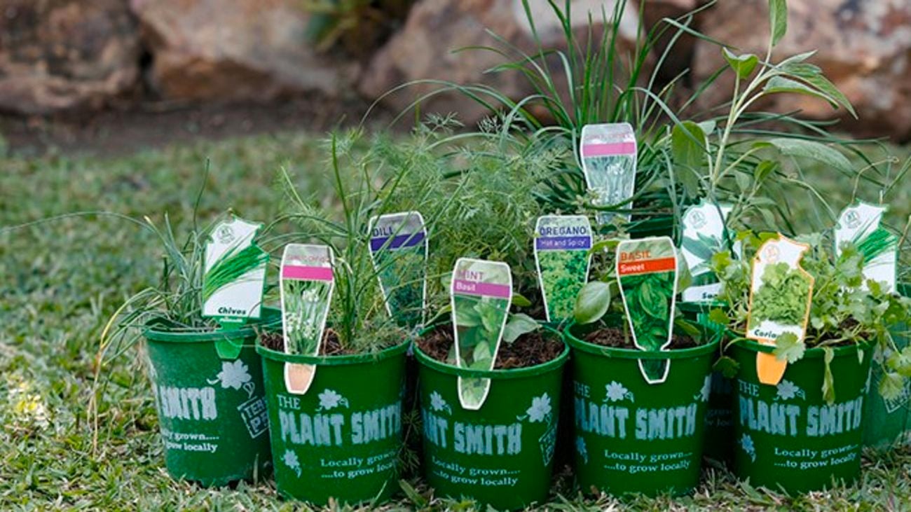 Herb seedlings in green plastic pots