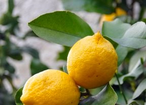 Lemon tree with ripe cluster of fruit growing on tree