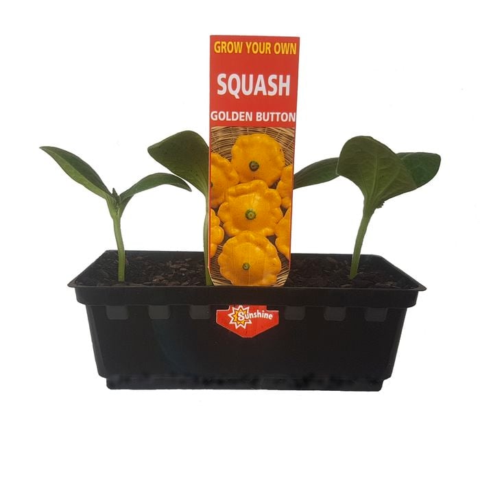 Punnet Golden butter Squash - Cucurbita maxima - Grow Your Own Range