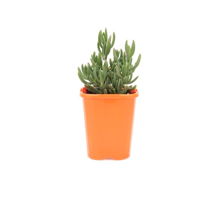 85mm Bright & Easy - Mesembryanthemum White