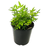 2.4L Nandina Lemon And Lime - Nandina domestica
