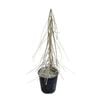 3.3L Savage Lancewood - Pseudopanax Ferox