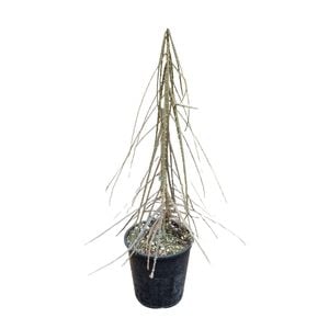 3.3L Savage Lancewood - Pseudopanax Ferox