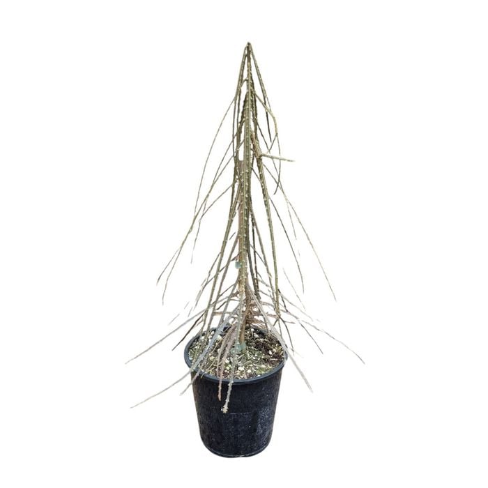3.3L Savage Lancewood - Pseudopanax Ferox