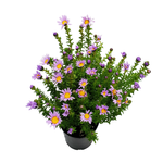 140mm Pretty Pops - Olearia homolepsis