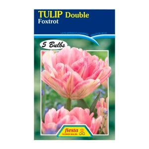 Tulip Double Foxtrot - 5 Bulbs
