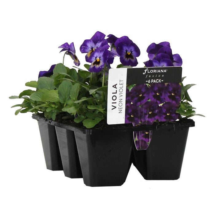 6 Cell Fusion Viola Neon Violet - Viola cornuta