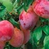 Bagged Prunus Luisa Plum
