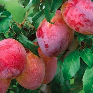 Bagged Prunus Luisa Plum