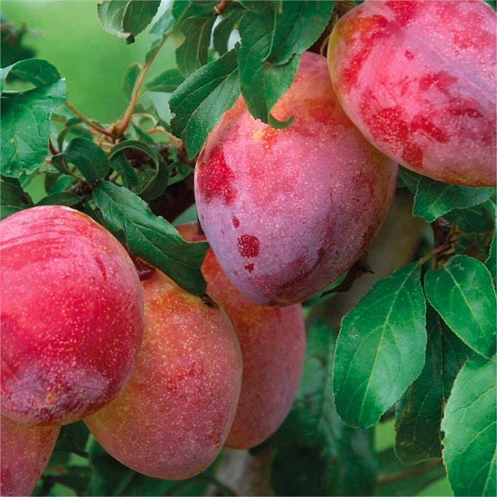 Bagged Prunus Luisa Plum