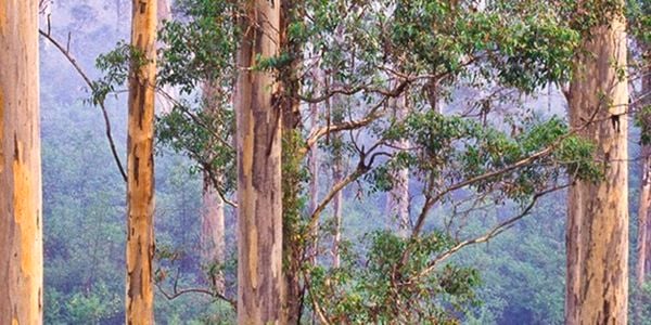 Trees in forest.