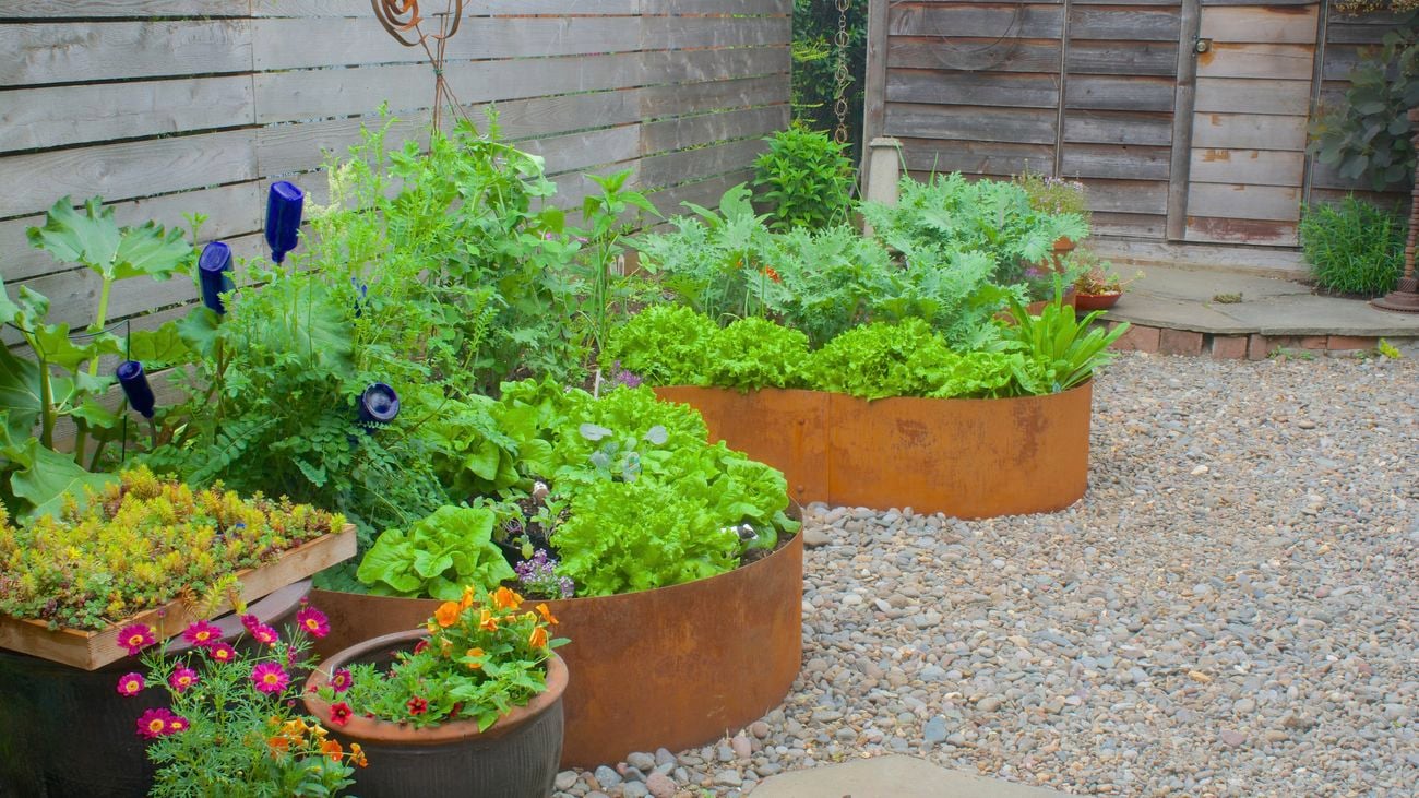 A lush green garden with several raised garden bed with vegetables and flowers