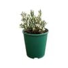 2L Bog Rosemary - Andromeda compacta