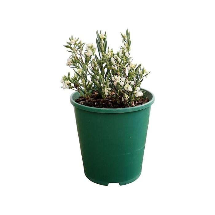2L Bog Rosemary - Andromeda compacta