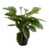 140mm Calathea Gekko - Prayer Plant