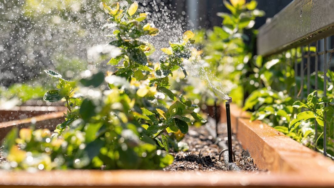 A drip irrigation system is watering a garden bed filled with green plants.