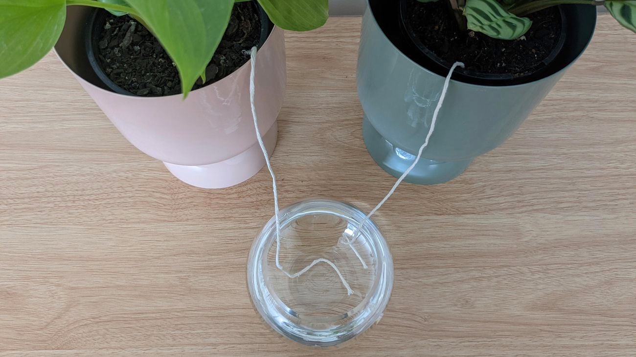 A pink pot and blue pot sitting on a wooden table, with two strings feeding from the potting mix into a glass of water between them.