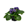 105mm African Violet - Saintpaulia ionantha