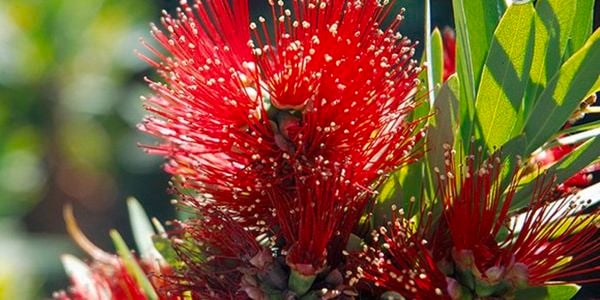 Red shrubs.