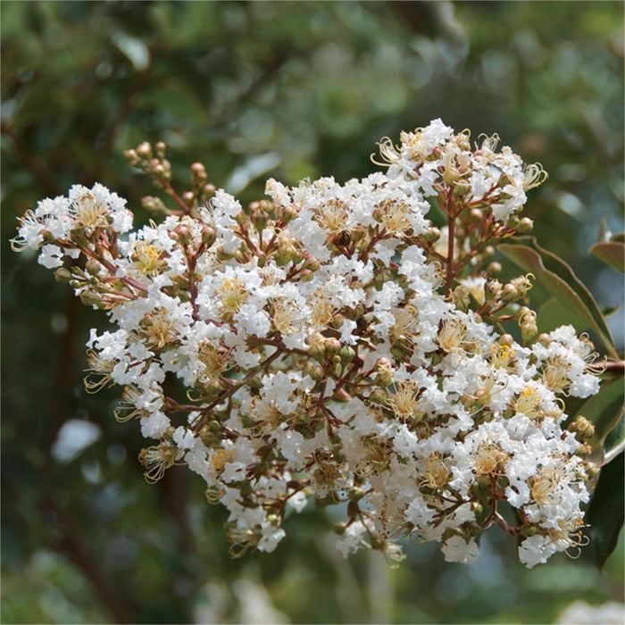 330mm Natchez Crepe Myrtle Bush - Lagerstroemia indica