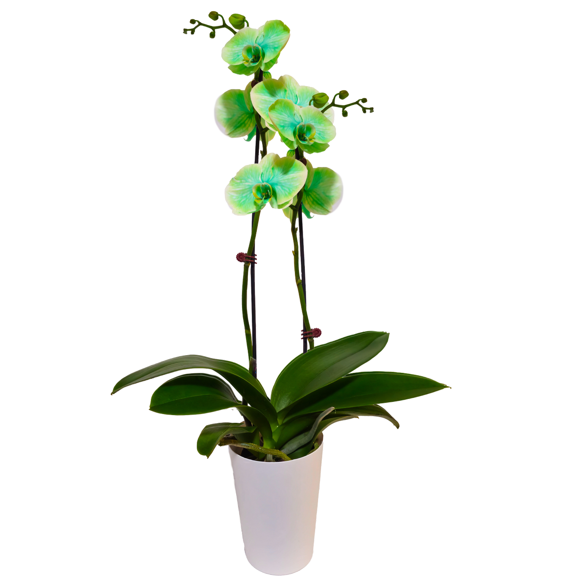 120mm Watercolour Green Double Stem Orchid - Phalaenopsis - Bunnings ...