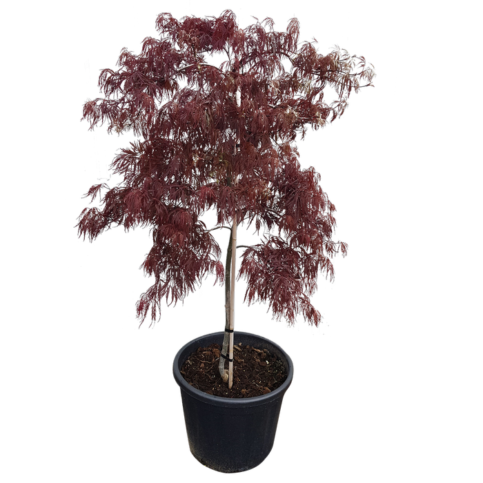 30L Weeping Japanese Maple - Acer palmatum dissectum Crimson Queen