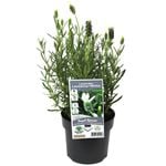 140mm Spanish Lavender Laveanna™ White - Lavandula hybrid