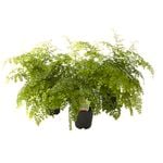 15cm Maidenhair Fern - Adiantum